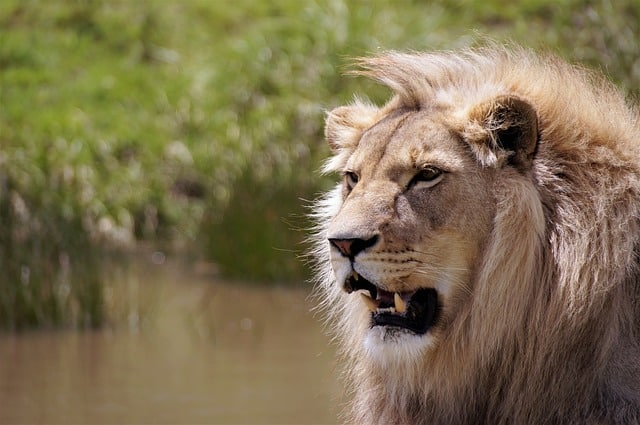 Löwe in Südafrika